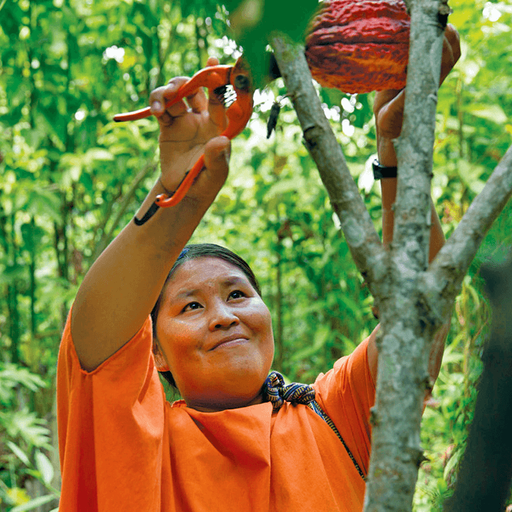 Peruvian Ceremonial Cacao - Heirloom, Certified Organic Cacao